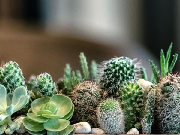 Cactus y suculentas