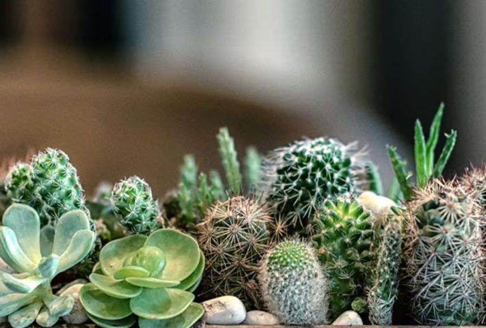 Cactus y suculentas