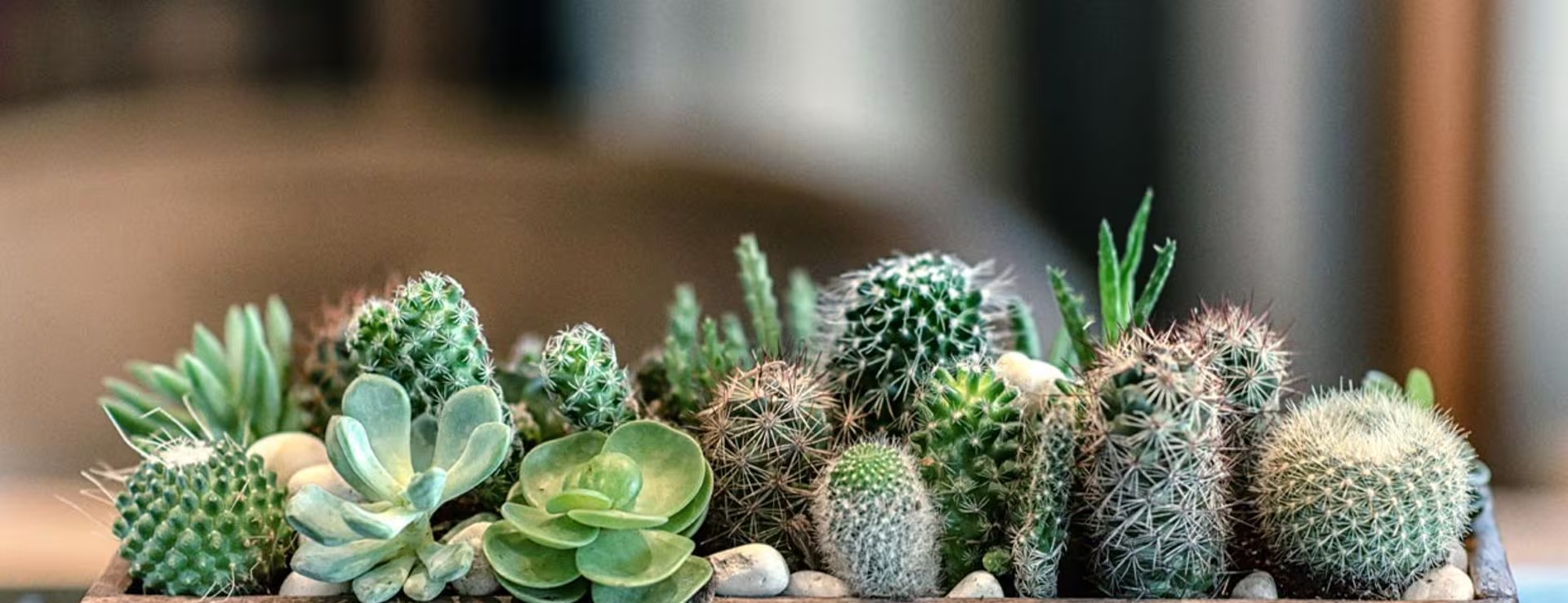 Cactus y suculentas