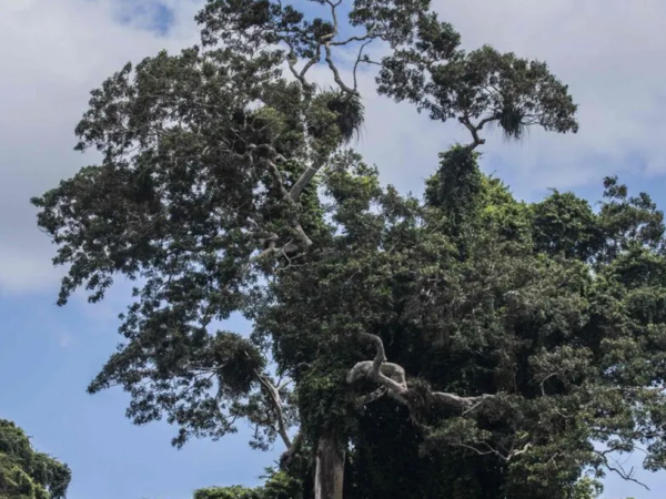 El lenguaje de los árboles