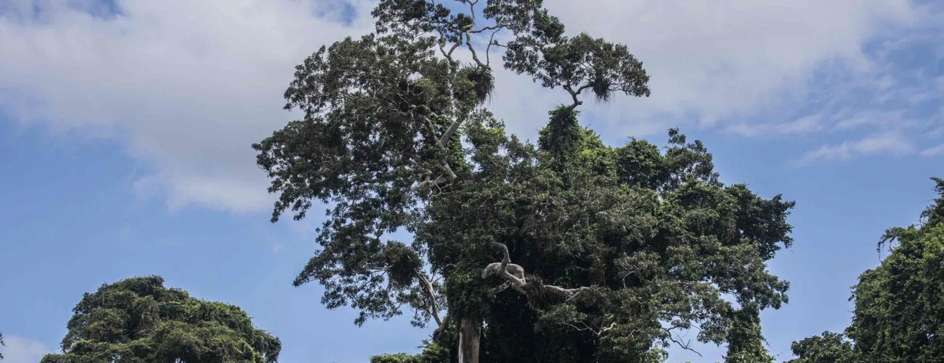 El lenguaje de los árboles