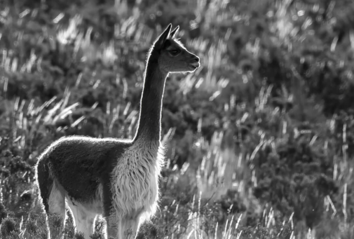 Ángeles de los Andes