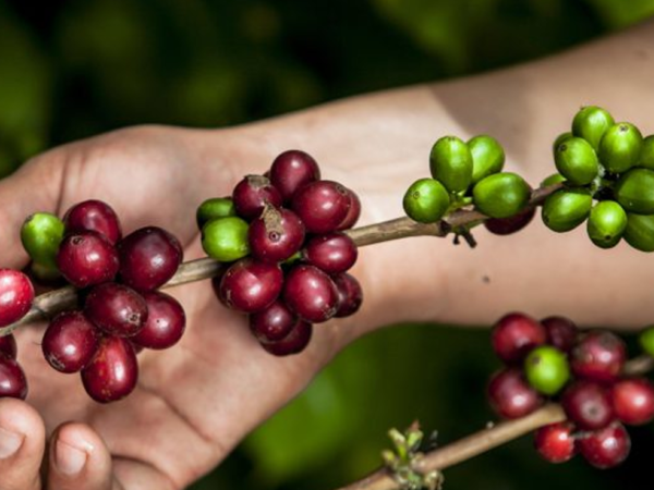 Las Mujeres del Café
