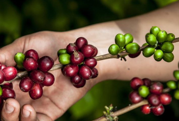 Las Mujeres del Café