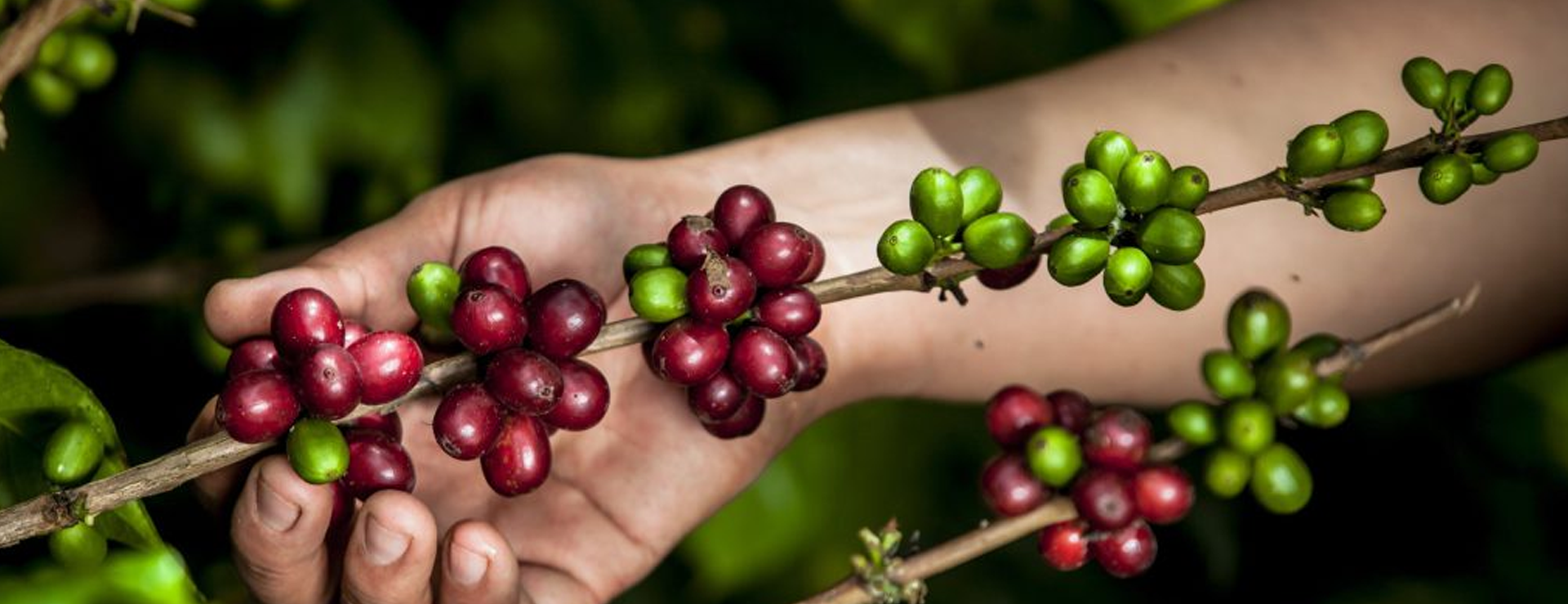 Las Mujeres del Café