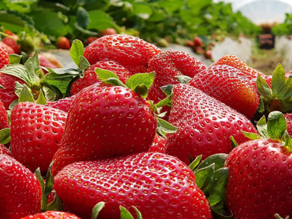El cultivo de fresas en el Perú