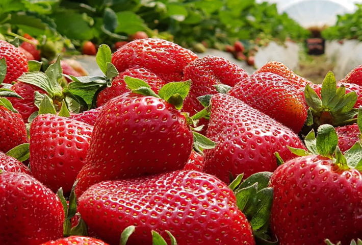 El cultivo de fresas en el Perú