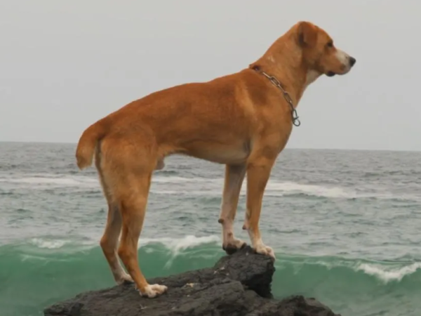 Vaguito