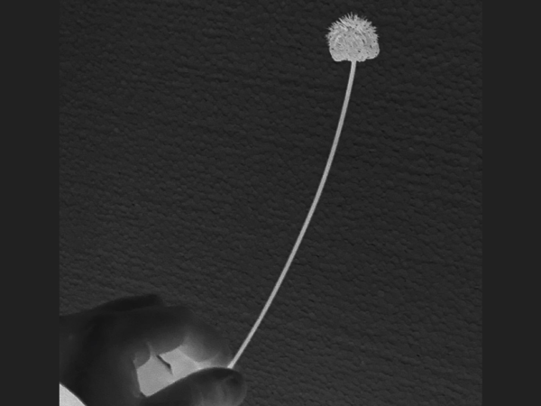 Si a orillas de un desierto una mano