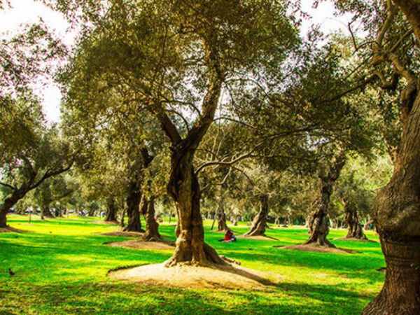 EL ARTE ENTRE LOS OLIVOS