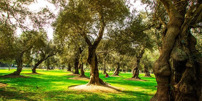 EL ARTE ENTRE LOS OLIVOS