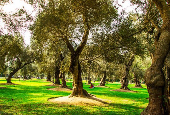 EL ARTE ENTRE LOS OLIVOS