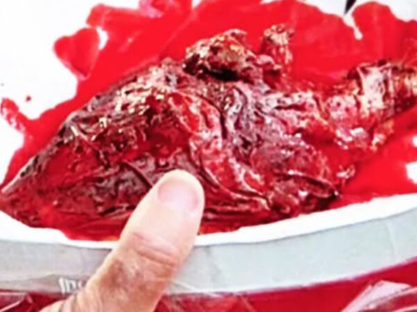 PERVERSA SELECCIÓN DE CORTOS DE TERROR