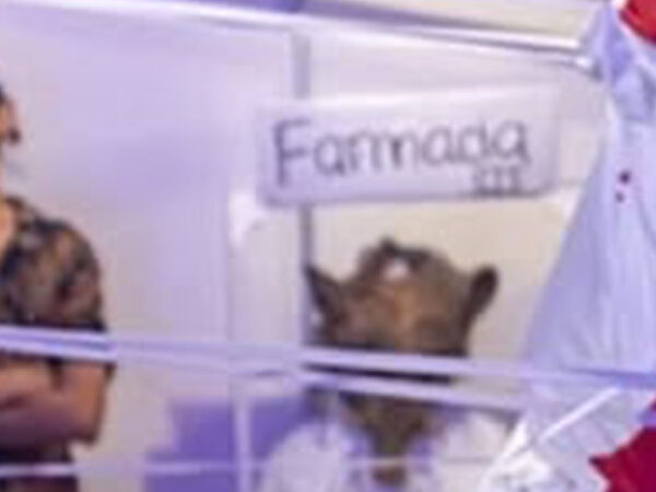 CUERPOS POLÍTICOS EN ACCIÓN | VOL. 3 