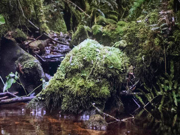OTRAS PARTITURAS DEL AGUA