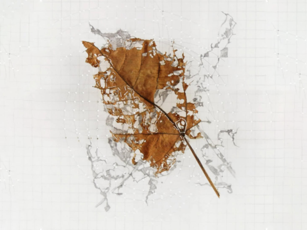 ESTUDIO DE LA CAÍDA DE UNA HOJA