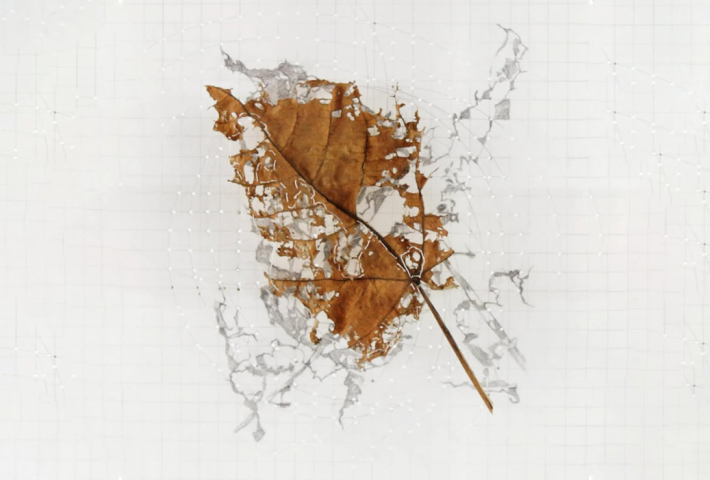 ESTUDIO DE LA CAÍDA DE UNA HOJA