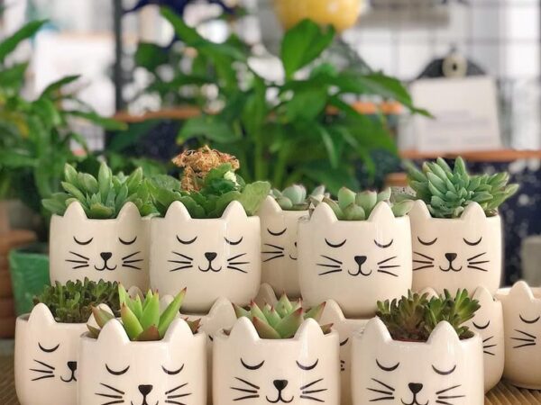 ECOMACETITAS FELICES