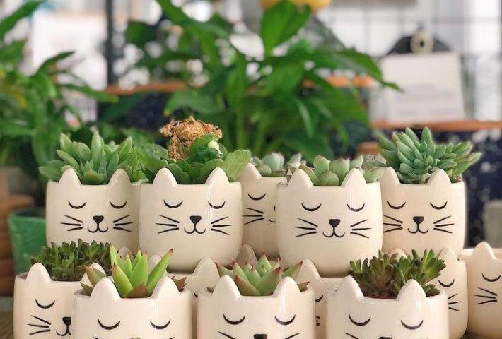 ECOMACETITAS FELICES