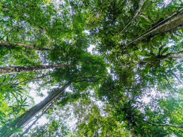BOSQUES TROPICALES HÚMEDOS