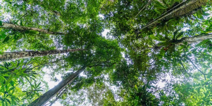BOSQUES TROPICALES HÚMEDOS