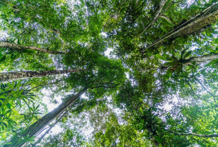 BOSQUES TROPICALES HÚMEDOS