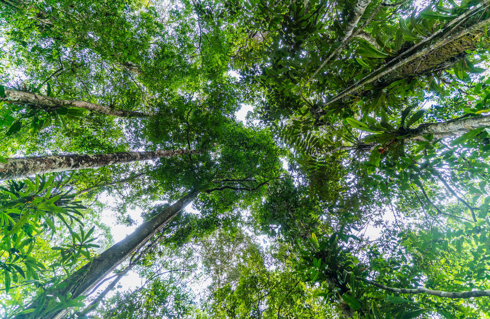 BOSQUES TROPICALES HÚMEDOS
