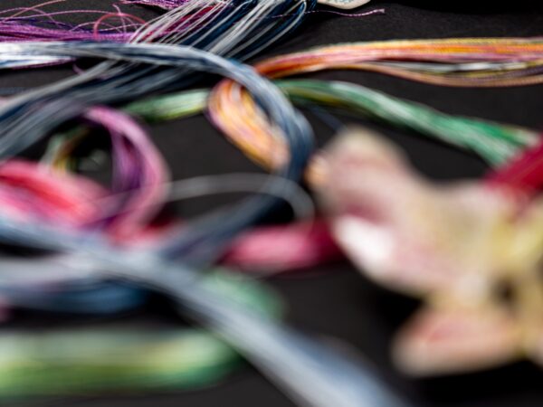 PÁJARO DEL MISMO TIPO SE ENCUENTRA EN EL MISMO BOSQUE