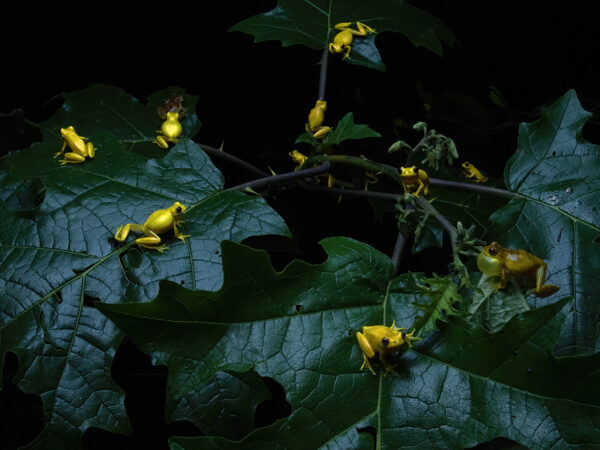 WILDLIFE PHOTOGRAPHER OF THE YEAR