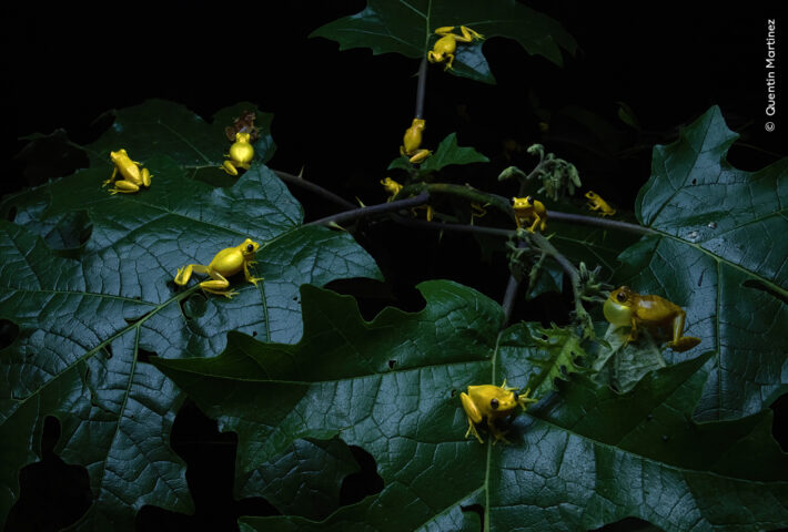 WILDLIFE PHOTOGRAPHER OF THE YEAR