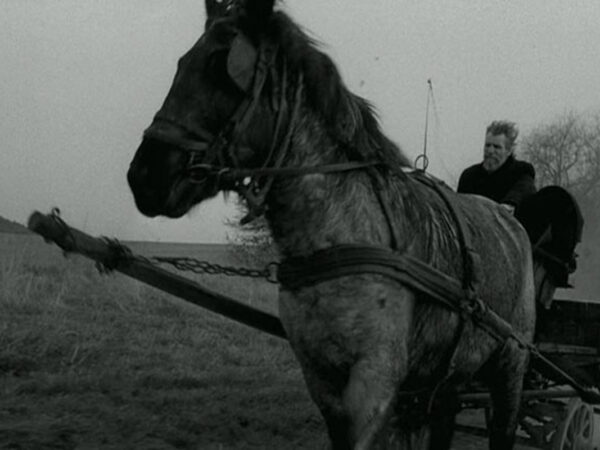 EL CABALLO DE TURÍN