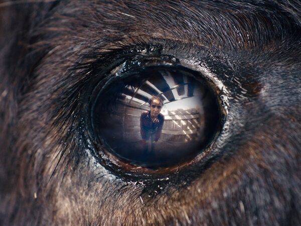 ANIMALE