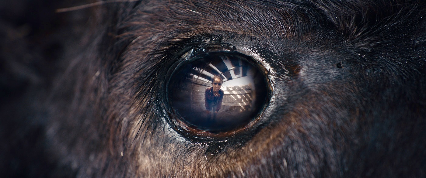 ANIMALE