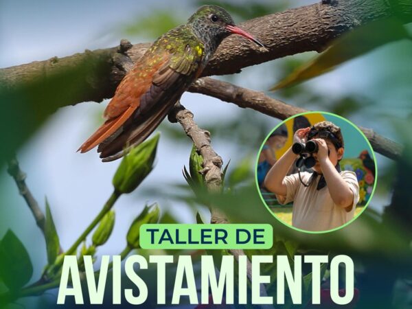 AVISTAMIENTO DE AVES