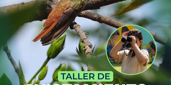 AVISTAMIENTO DE AVES