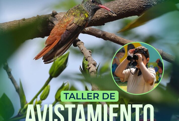 AVISTAMIENTO DE AVES