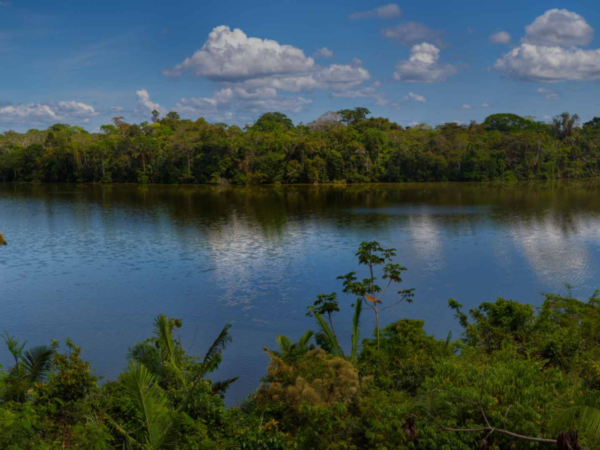 YO SOY EL BOSQUE