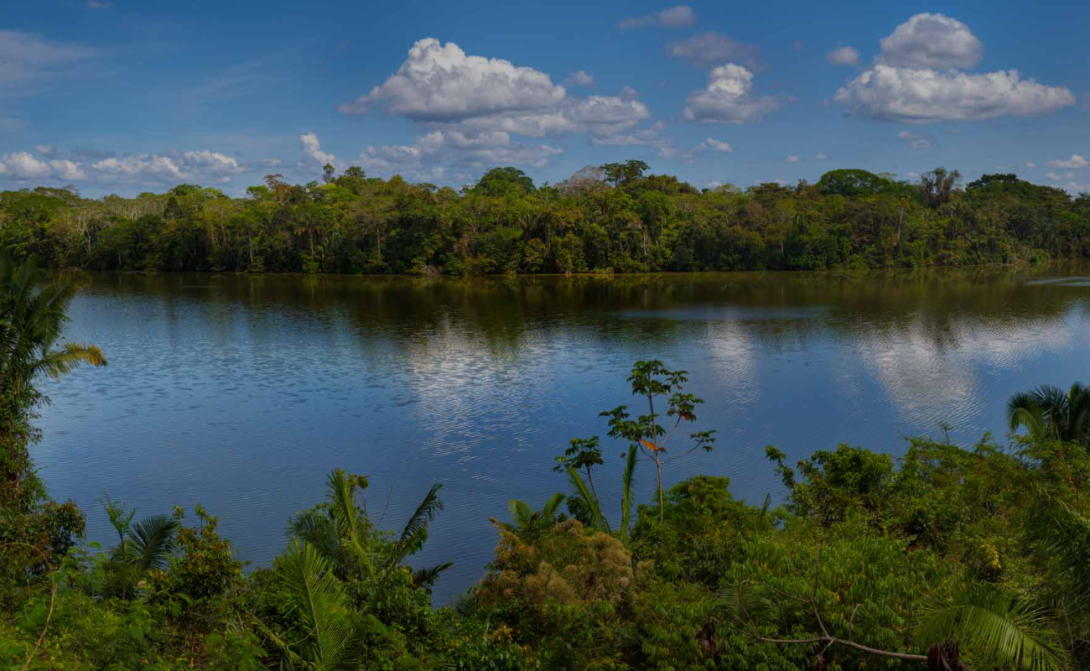YO SOY EL BOSQUE