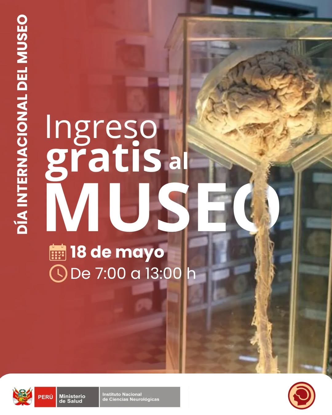 MUSEO DEL CEREBRO