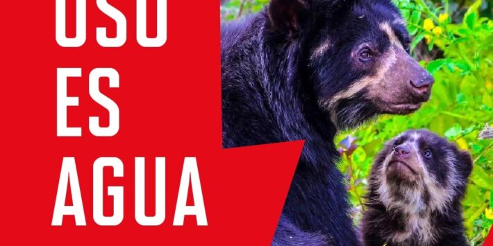 EL OSO ES AGUA