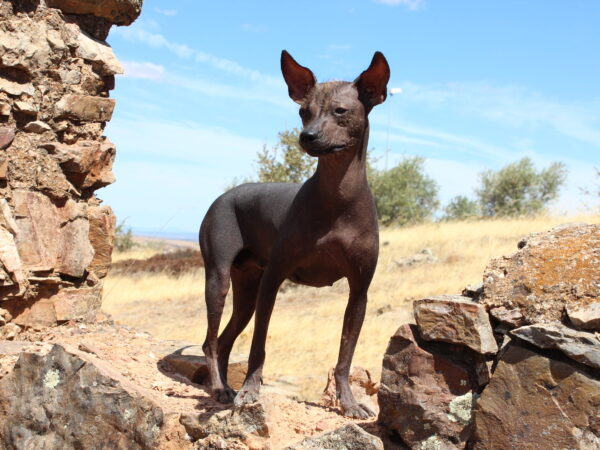PERRO SIN PELO DEL PERÚ