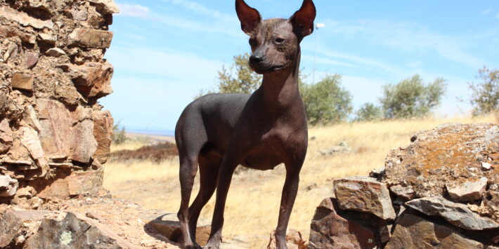 PERRO SIN PELO DEL PERÚ