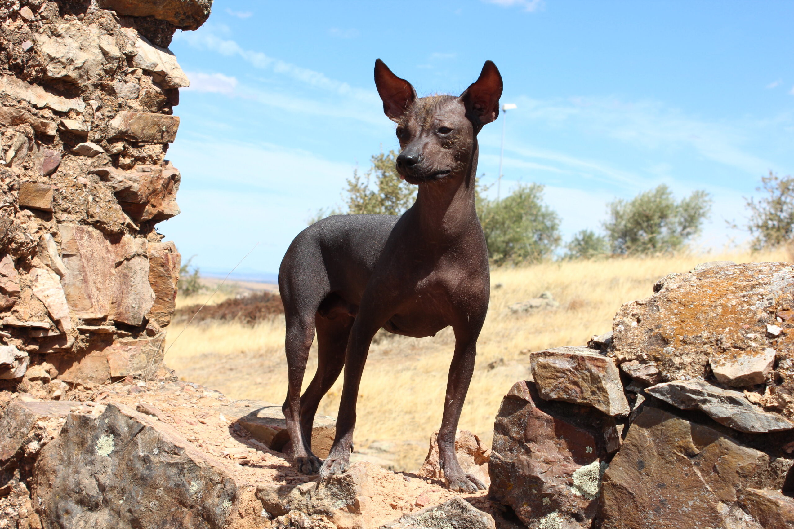 PERRO SIN PELO DEL PERÚ